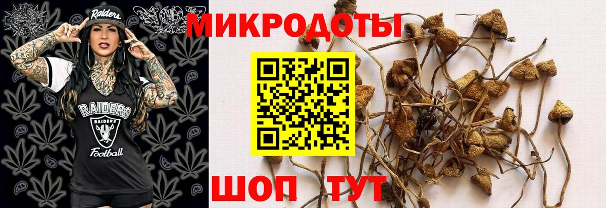 Галлюциногенные грибы Psilocybe Хабаровск